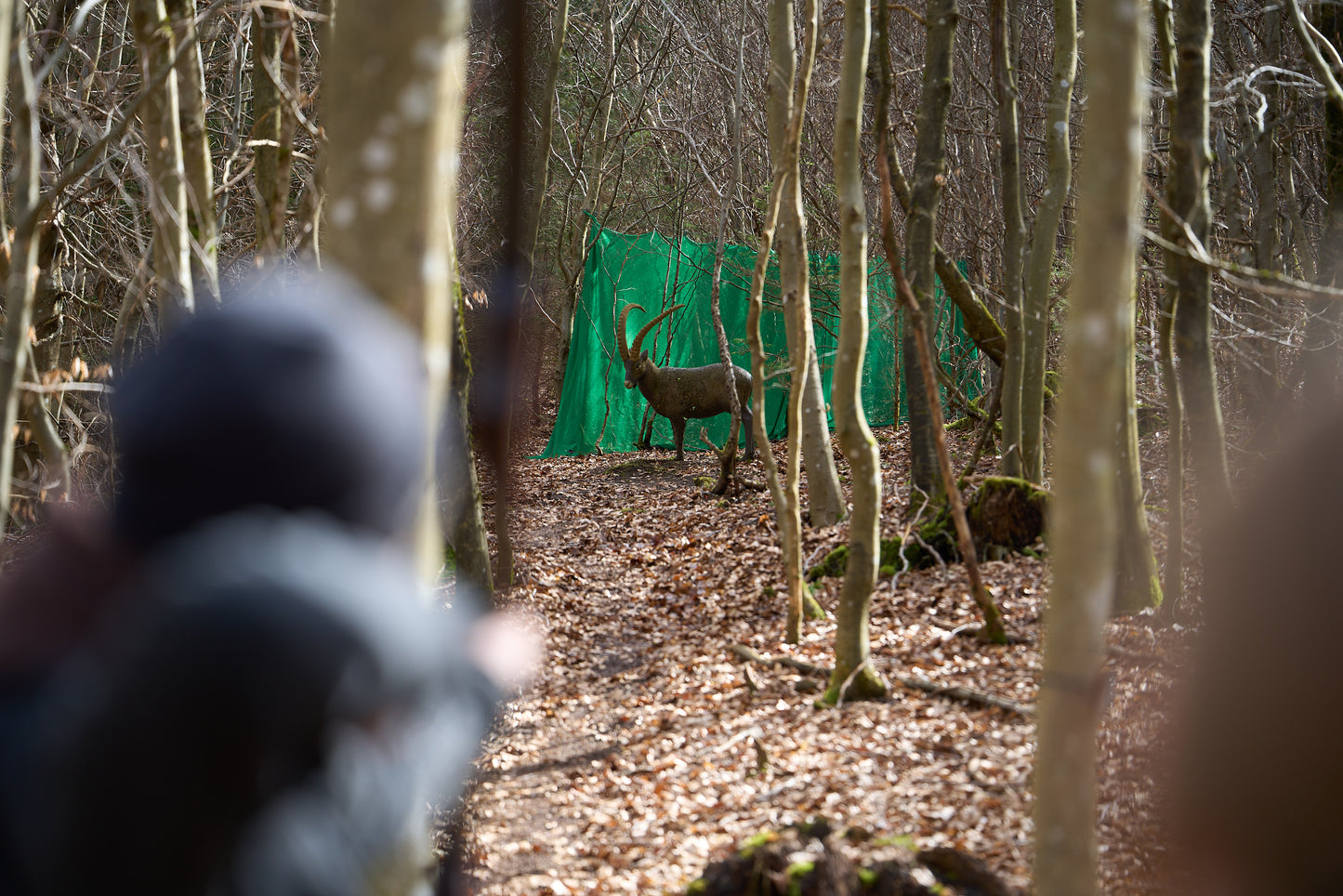 intuitives Bogenschießen Schnupperkurs im 3D Parcours Schleiden